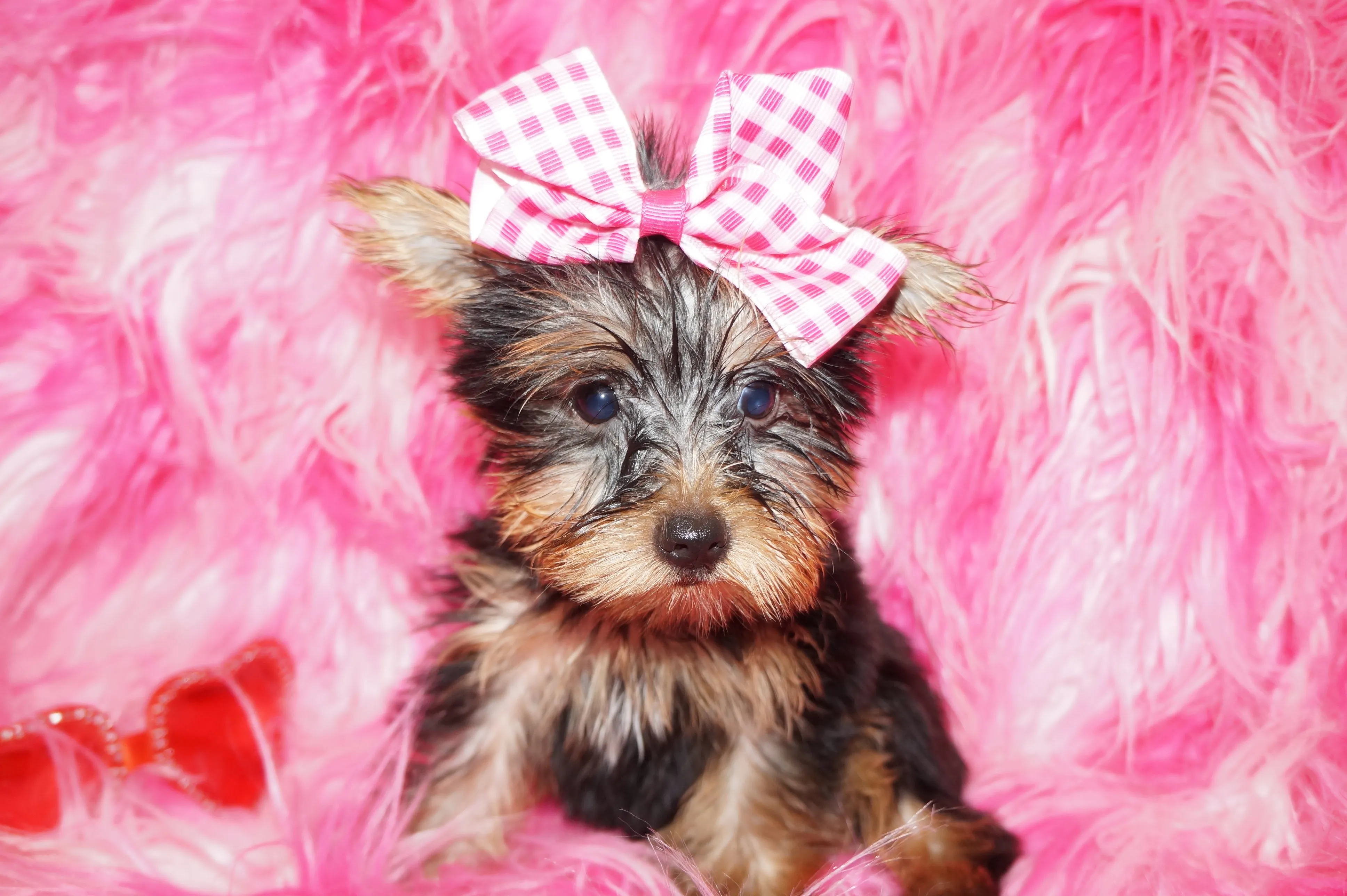 Hold! Hope Yorkshire Terrier Yorkie Female BORN 4-20-2022 READY NOW!! Click Here For Info.