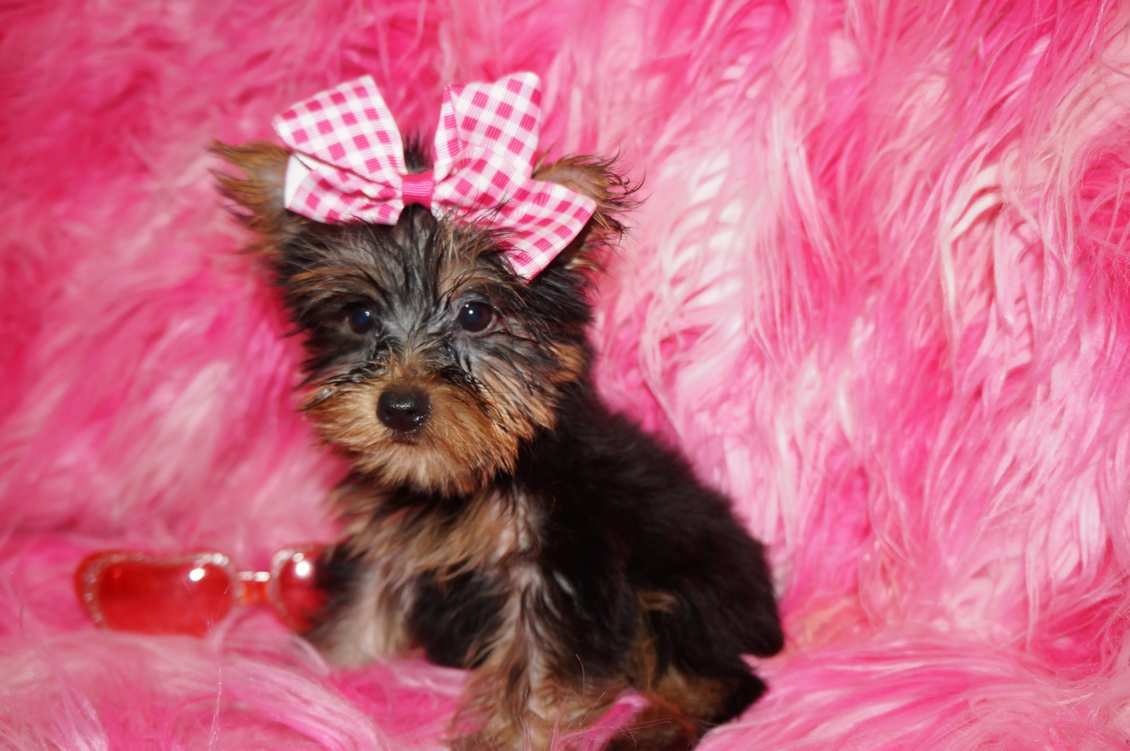 Hold! Hope Yorkshire Terrier Yorkie Female BORN 4-20-2022 READY NOW!! Click Here For Info.