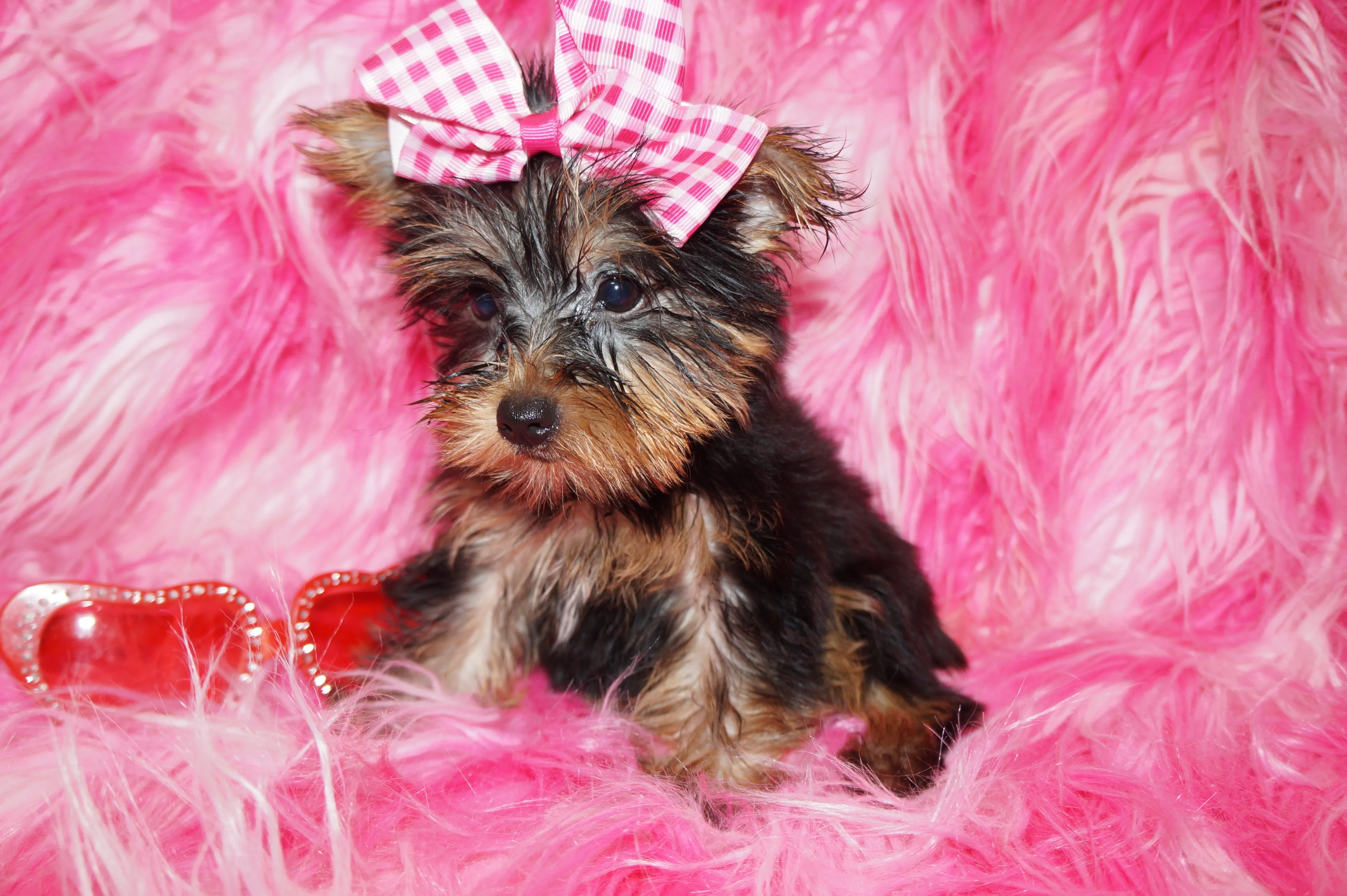 Hold! Hope Yorkshire Terrier Yorkie Female BORN 4-20-2022 READY NOW!! Click Here For Info.
