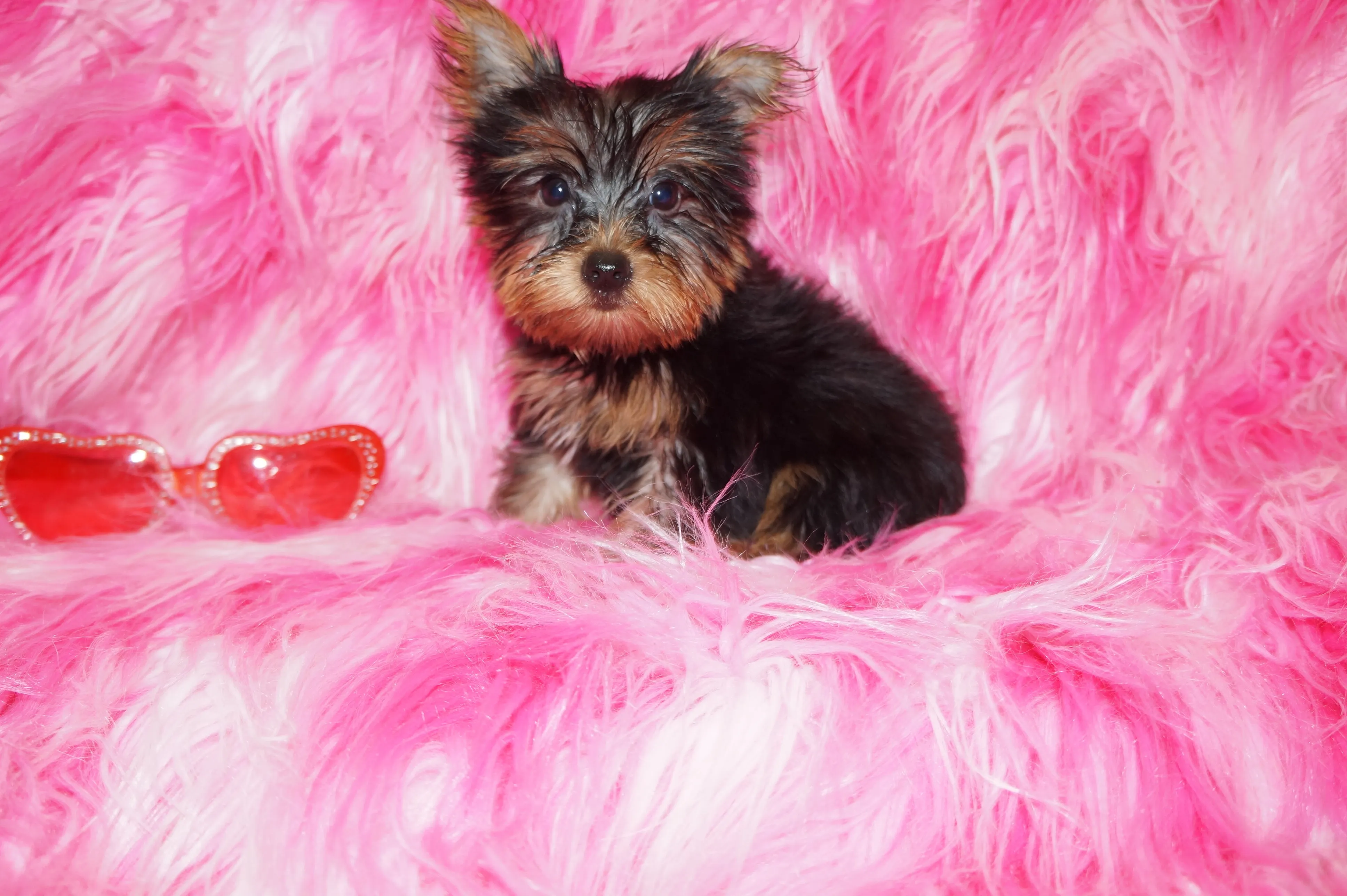 Hold! Hope Yorkshire Terrier Yorkie Female BORN 4-20-2022 READY NOW!! Click Here For Info.