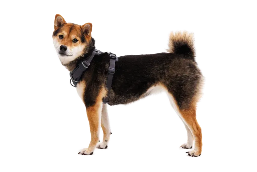 RUFFWEAR Front Range Dog Harness - Basalt Grey