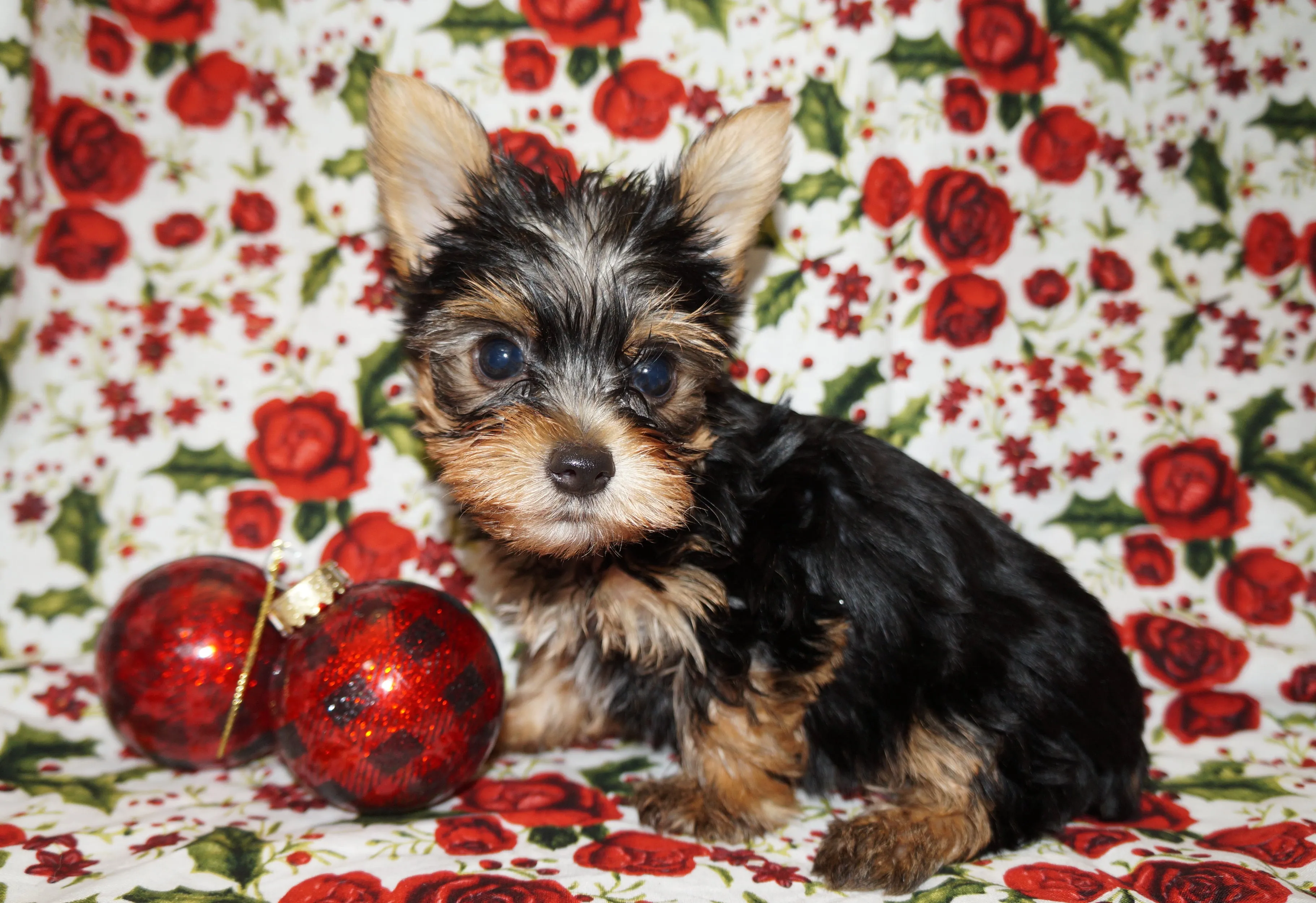 Twinkles Yorkshire Terrier Yorkie Female Black And Gold Born 9-16-2023 Click Here For More Info